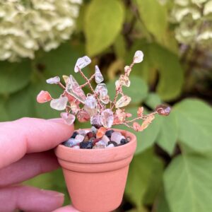 Aug — 🌸 Creativity Crystal Plant Kit