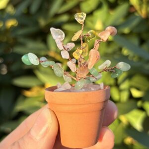 Nov — 🙏 Gratitude Crystal Plant Kit